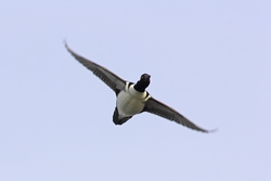 Hooded Merganser