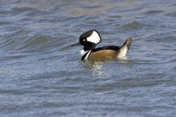 Hooded Merganser