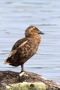 King Eider