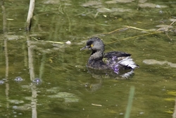 Least Grebe