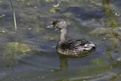 Least Grebe