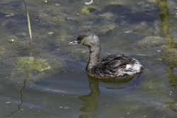 Least Grebe