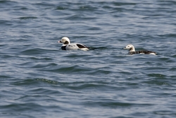 Long-tailed Duck