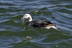Long-tailed Duck