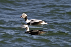Long-tailed Duck