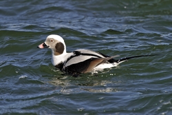 Long-tailed Duck