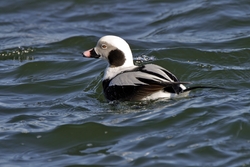 Long-tailed Duck