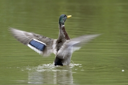 Mallard