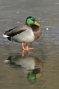 Mallard