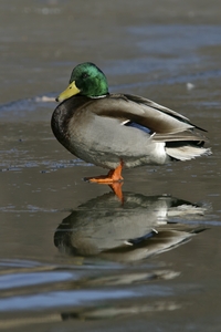 Mallard