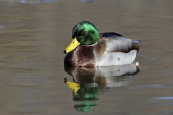 Mallard