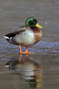 Mallard