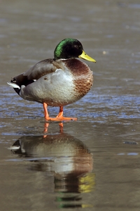 Mallard