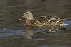 Mallard