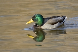 Mallard
