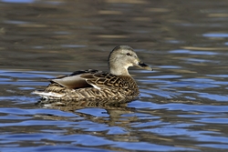 Mallard