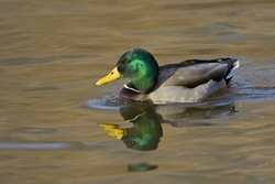 Mallard