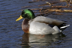 Mallard