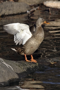 Mallard