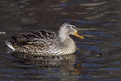 Mallard