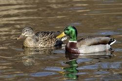 Mallard
