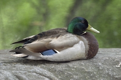 Mallard
