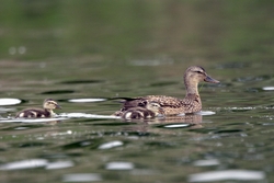 Mallard