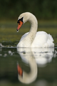 Mute Swan