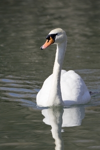 Mute Swan
