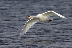 Mute Swan