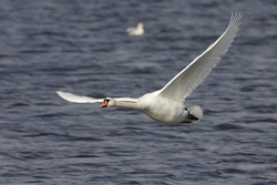 Mute Swan