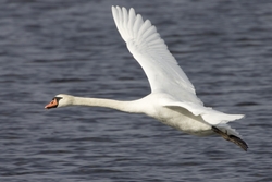 Mute Swan