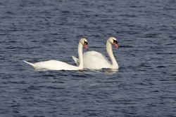 Mute Swan