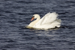 Mute Swan