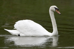 Mute Swan