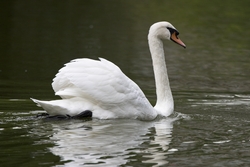 Mute Swan