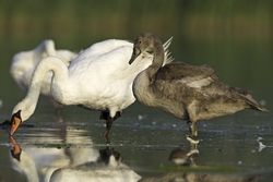 Mute Swan