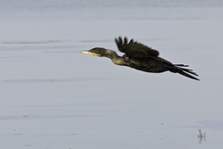 Neotropic Cormorant