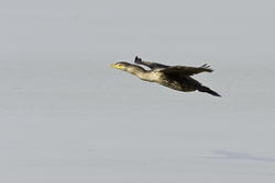 Neotropic Cormorant