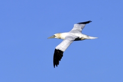 Northern Gannet