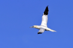 Northern Gannet