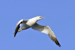 Northern Gannet