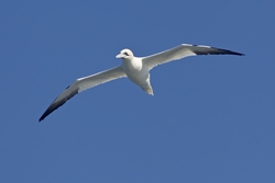 Northern Gannet
