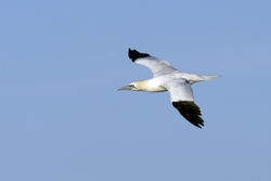 Northern Gannet