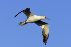 Northern Gannet