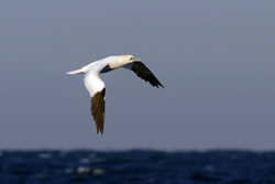 Northern Gannet