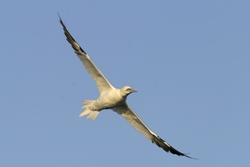 Northern Gannet