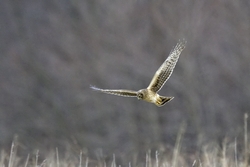Northern Harrier