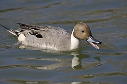 Northern Pintail