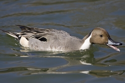 Northern Pintail